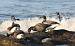 Bernache cravant (Branta bernicla) � Bernard Thibeaud