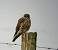 Faucon �merillon (Falco columbarius) � St�phane Rapin