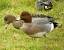 Canard siffleur (Anas penelope) � St�phane Rapin