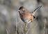 Fauvette pitchou (Sylvia undata) � Fr�d�ric Portier