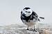 Bergeronnette de Yarrell (Motacilla alba yarrellii) � Dominique Robard