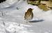 Grive musicienne (Turdus philomelos) � Corinne Rouet Martineau 