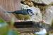 M�sange bleue (Cyanistes caeruleus) � Corinne Rouet Martineau 