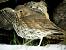 Grive musicienne (Turdus philomelos) � Mickael Faucher