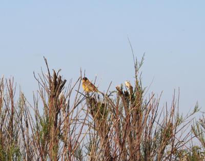 Bruant m�lanoc�phale  - Collectif www.faune-vendee.org