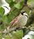 Moineau domestique (Passer domesticus) � Sebastien You
