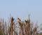 Bruant m�lanoc�phale  - Collectif www.faune-vendee.org