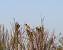 Bruant m�lanoc�phale  - Collectif www.faune-vendee.org