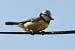 M�sange bleue (Cyanistes caeruleus) � Corinne Rouet Martineau 
