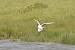 Mouette rieuse (Chroicocephalus ridibundus) � Raymond Clavier