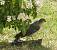 Epervier d'Europe (Accipiter nisus) � Jean-Claude Crois�