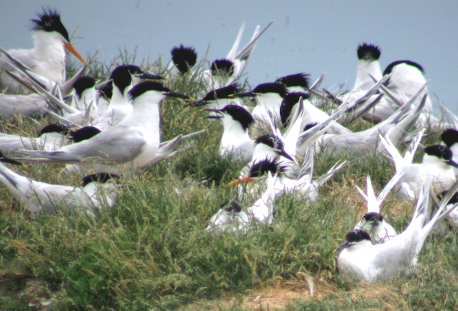 Sterne �l�gante  - Collectif www.faune-vendee.org