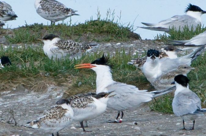 Sterne �l�gante  - Collectif www.faune-vendee.org