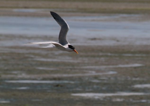 Sterne �l�gante  - Collectif www.faune-vendee.org