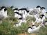 Sterne �l�gante  - Collectif www.faune-vendee.org