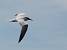 Sterne �l�gante  - Collectif www.faune-vendee.org