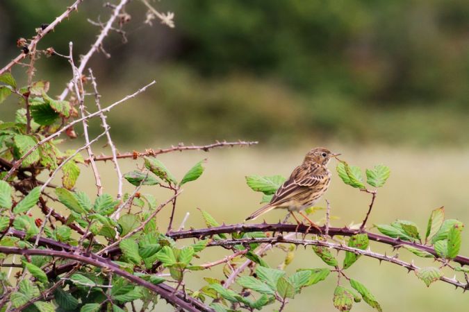 Pipit farlouse  - Emmanuel Gas