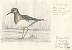 B�casseau tachet� (Calidris melanotos) � James Pelloquin 