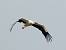 Cigogne blanche (Ciconia ciconia) � Guy Perruchas