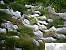Sterne �l�gante (Sterna elegans) � Thierry Sylvie Gonnord