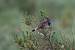 Gorgebleue � miroir (Luscinia svecica) � Jack Berteau