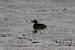 Gr�be castagneux (Tachybaptus ruficollis) � Frantz Desprez