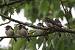 Hirondelle rustique (Hirundo rustica) � Frantz Desprez