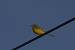 Bergeronnette printani�re (Motacilla flava) � Frantz Desprez