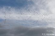 Mouette rieuse � Collectif Andance