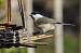 M�sange nonnette (Parus palustris) � Joseph Chauveau