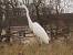Grande Aigrette (Egretta alba) � auteur&nbsp;non&nbsp;diffus&eacute;