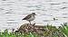 Chevalier guignette (Actitis hypoleucos) � David Salvador Morillas