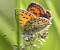 Cuivr� fuligineux (Heodes tityrus ) � auteur&nbsp;non&nbsp;diffus&eacute;