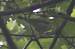 Pouillot siffleur  - Cl�ment Braud