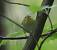 Pouillot siffleur  - Cl�ment Braud