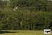 Busard cendr�  - Herv� Debenest
