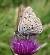 Cuivr� fuligineux (Heodes tityrus ) � Guy-No�l You