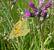 Souci (Colias crocea) � Guy-No�l You
