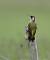 Pic vert (Picus viridis) � Fabrice Conort
