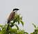 Pie-gri�che �corcheur (Lanius collurio) � Fabrice Conort