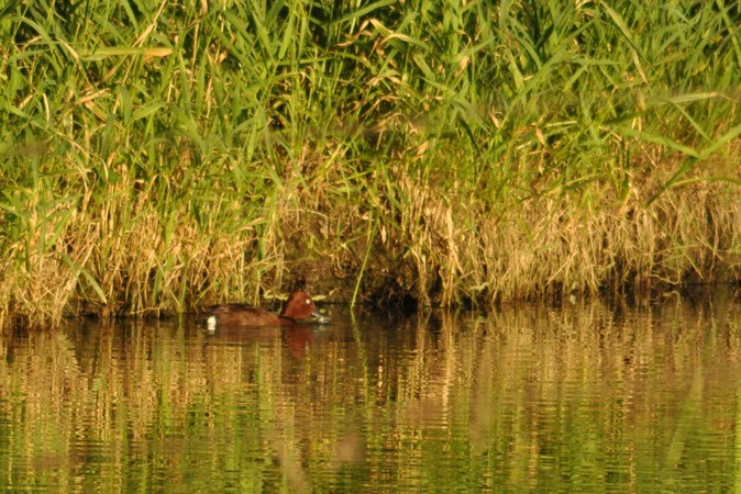 Fuligule nyroca  - Romain Bonnet