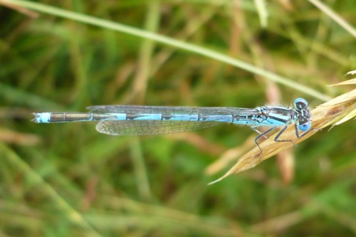 Agrion de Vander Linden  - Guy-No�l You