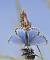 Bel-Argus  - Fabrice Conort