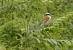 Pie-gri�che �corcheur (Lanius collurio) � Jacques Pellerin
