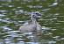 Gr�be hupp� (Podiceps cristatus) � Jacques Pellerin
