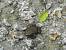 Crapaud commun (Bufo bufo) � Julie Brandy