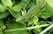 L�zard vert occidental (Lacerta bilineata) � Elodie Robbe