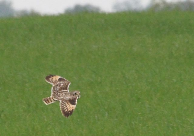 Hibou des marais  - Bernard Fontaine