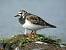 Tournepierre � collier (Arenaria interpres) � Antoine Rougeron
