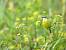 Bergeronnette printani�re (Motacilla flava) � Antoine Rougeron